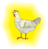 Chicken With Yellow Background Clip Art